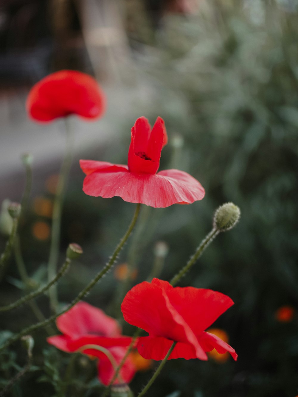 red flower in tilt shift lens