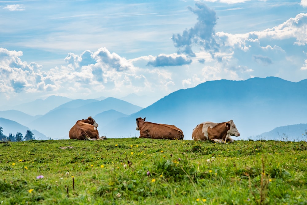 brown sheep on green grass field during daytime