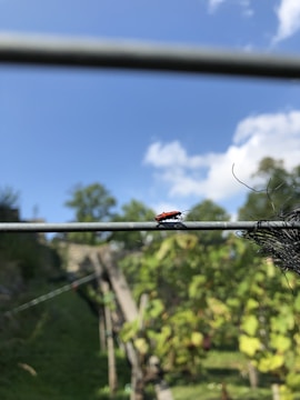 A small red insect is perched on a horizontal wire against a backdrop of a bright blue sky and fluffy white clouds. In the background, lush green foliage and an inclined wooden structure are visible, suggesting a rural or garden setting. Part of a black netting is also seen on the right side near the insect.