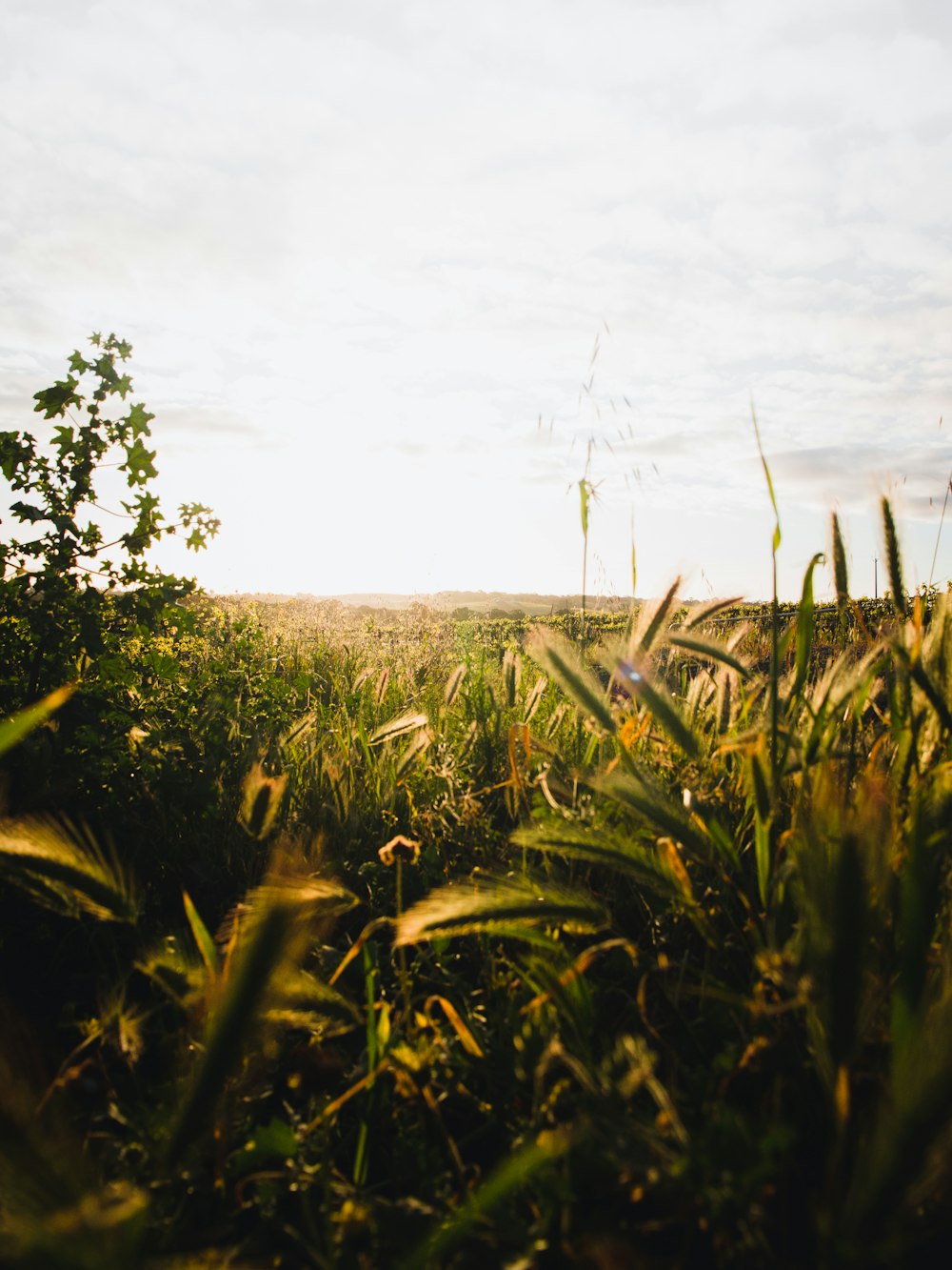 green grass field under white sky during daytime