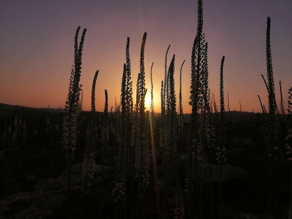 silhouette of grass during sunset