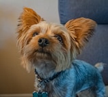 A small dog with light brown fur and a dark nose looks upward, wearing a blue collar with a bone-shaped tag.