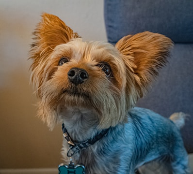 A small dog with light brown fur and a dark nose looks upward, wearing a blue collar with a bone-shaped tag.
