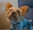 A small dog with light brown fur and a dark nose looks upward, wearing a blue collar with a bone-shaped tag.
