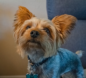 Smart Pet ID Tags for Safety