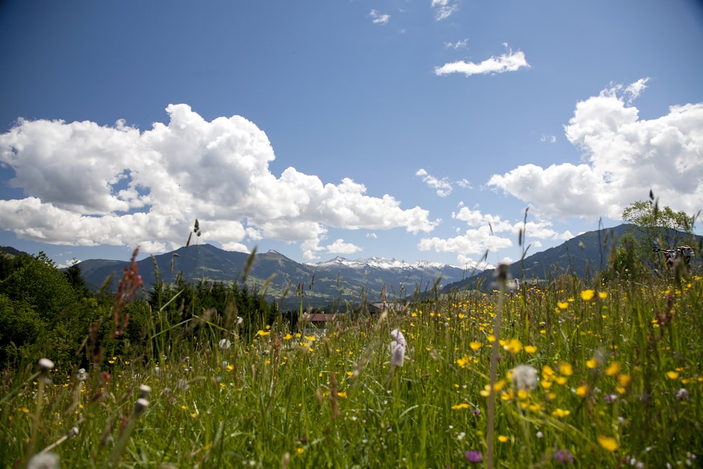 yellow flower field near green trees and mountains under blue sky during daytime