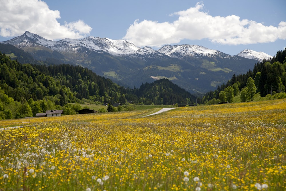 green grass field near snow covered mountain during daytime