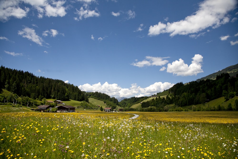 green grass field under blue sky during daytime