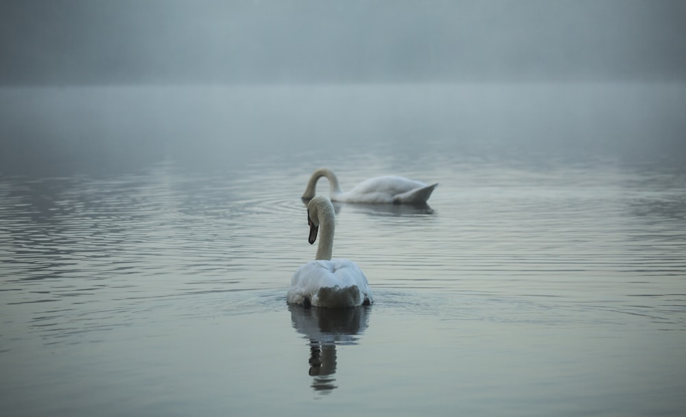 white swan on water during daytime