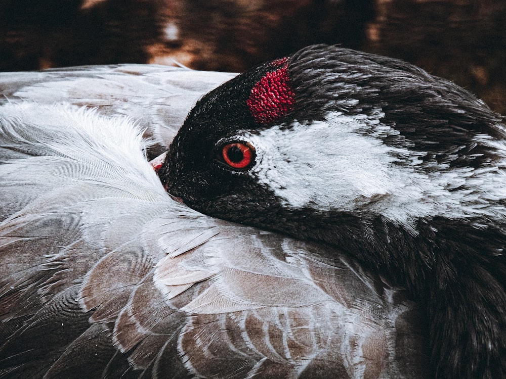 white and black feathered bird