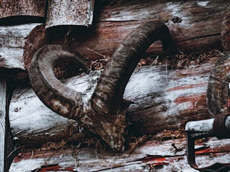 Close-up of a polished drinking horn with intricate Viking carvings set against a rustic wooden table.