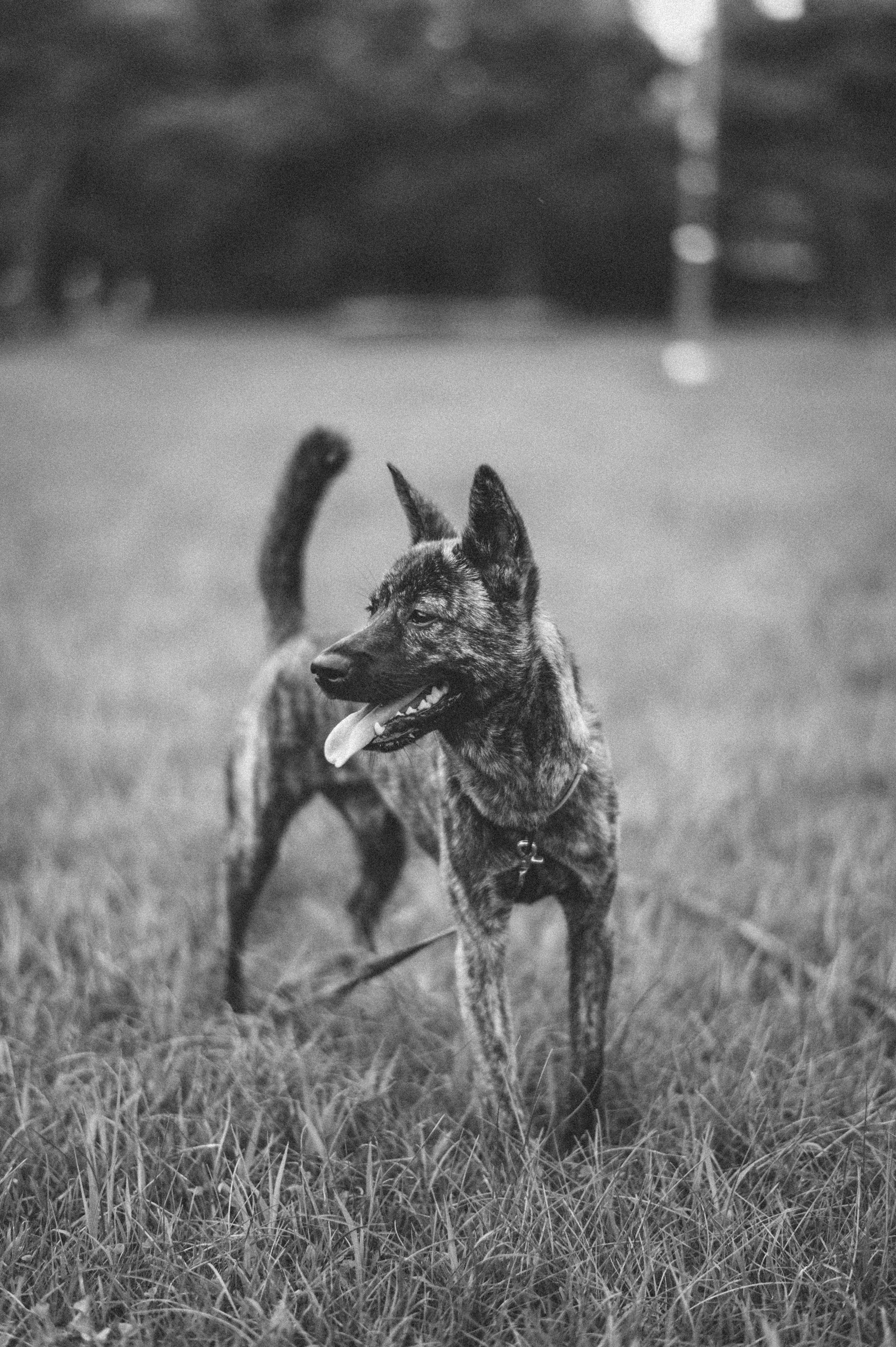 白黒犬ページ 白黒犬の : Weekend Sheepdog