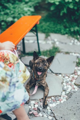 A happy pitbull sporting a stylish leash and matching collar set in vibrant colors.