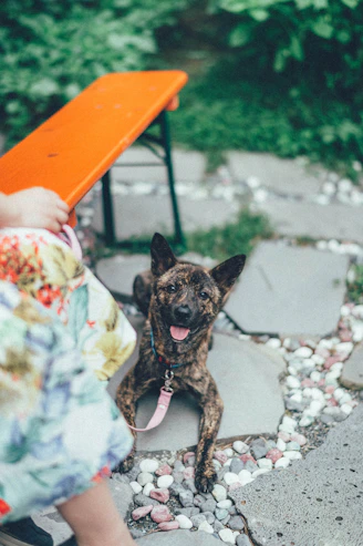 A joyful dog wearing a sparkling bespoke gemstone collar, sitting beside its owner who wears a matching gemstone bracelet.