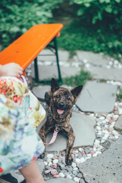 A joyful dog wearing a sparkling bespoke gemstone collar, sitting beside its owner who wears a matching gemstone bracelet.