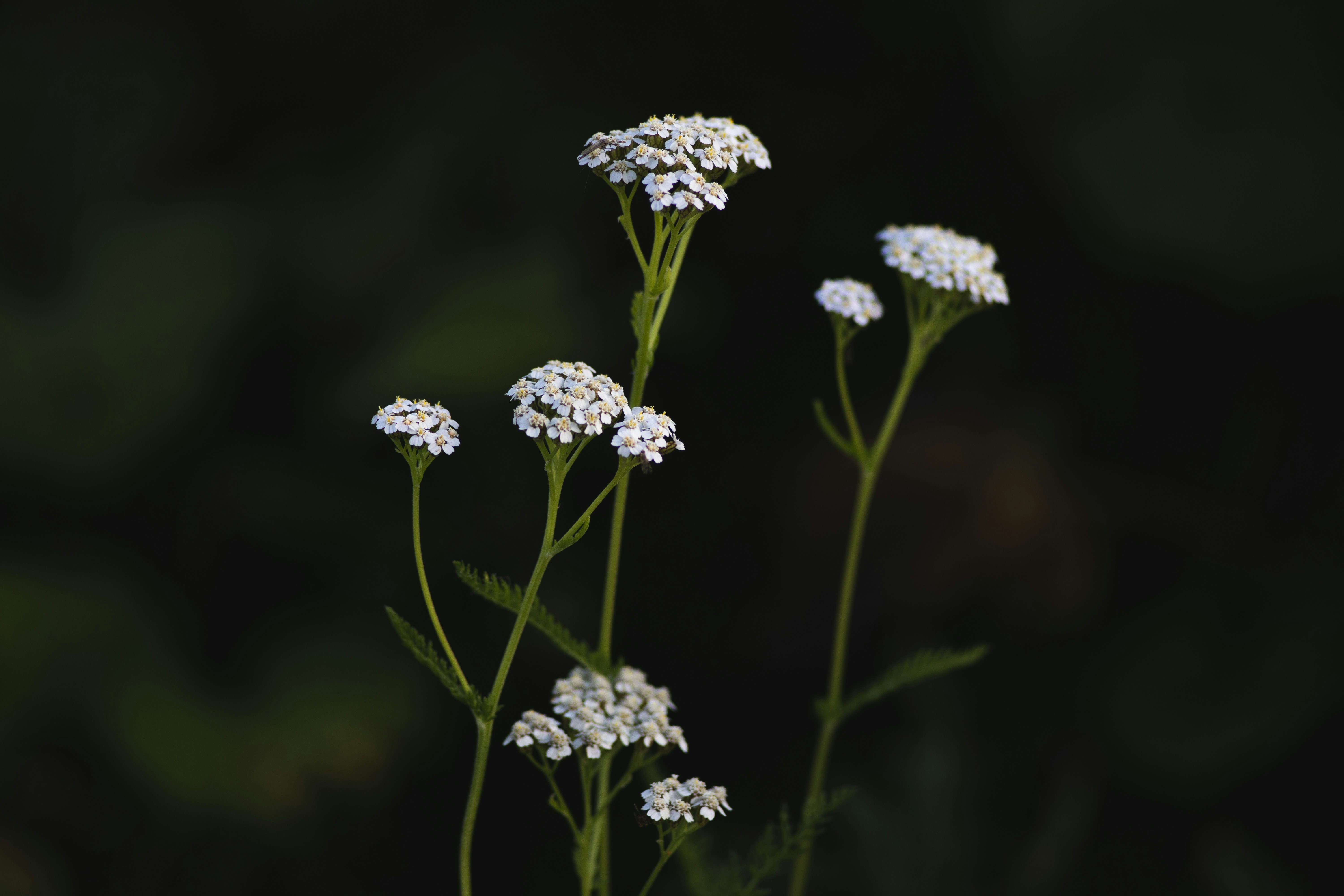 A Mindful Sit with Yarrow