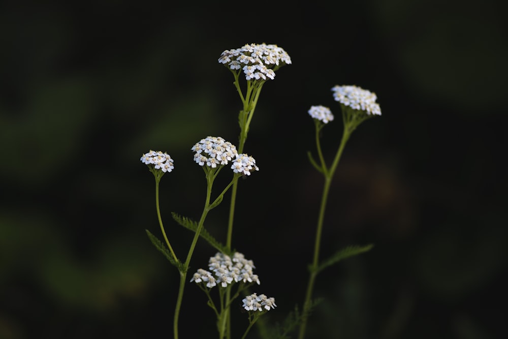 white flowers in tilt shift lens