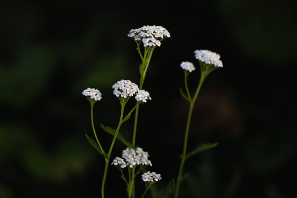 A Mindful Sit with Yarrow