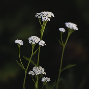 white flowers in tilt shift lens