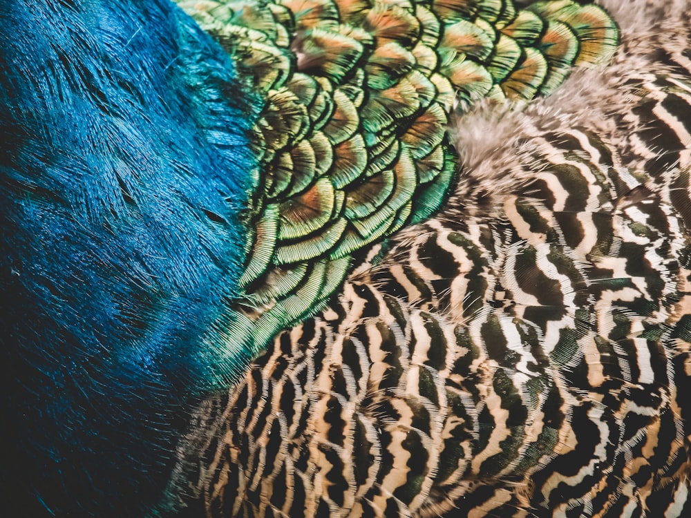 blue black and brown peacock feather