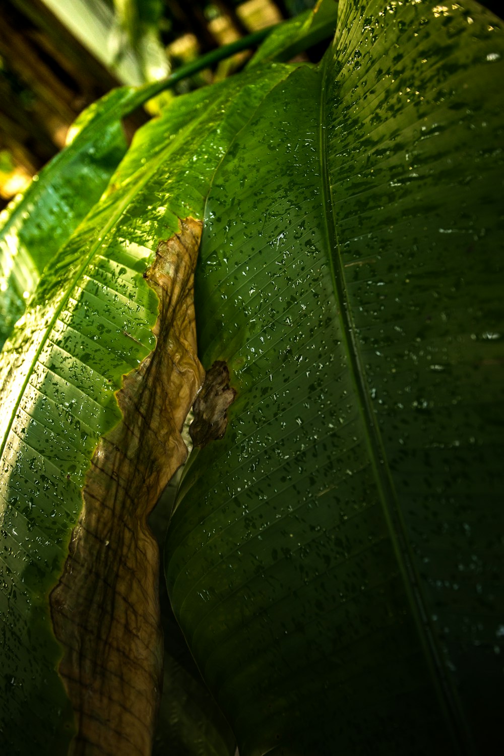 green leaf with water droplets