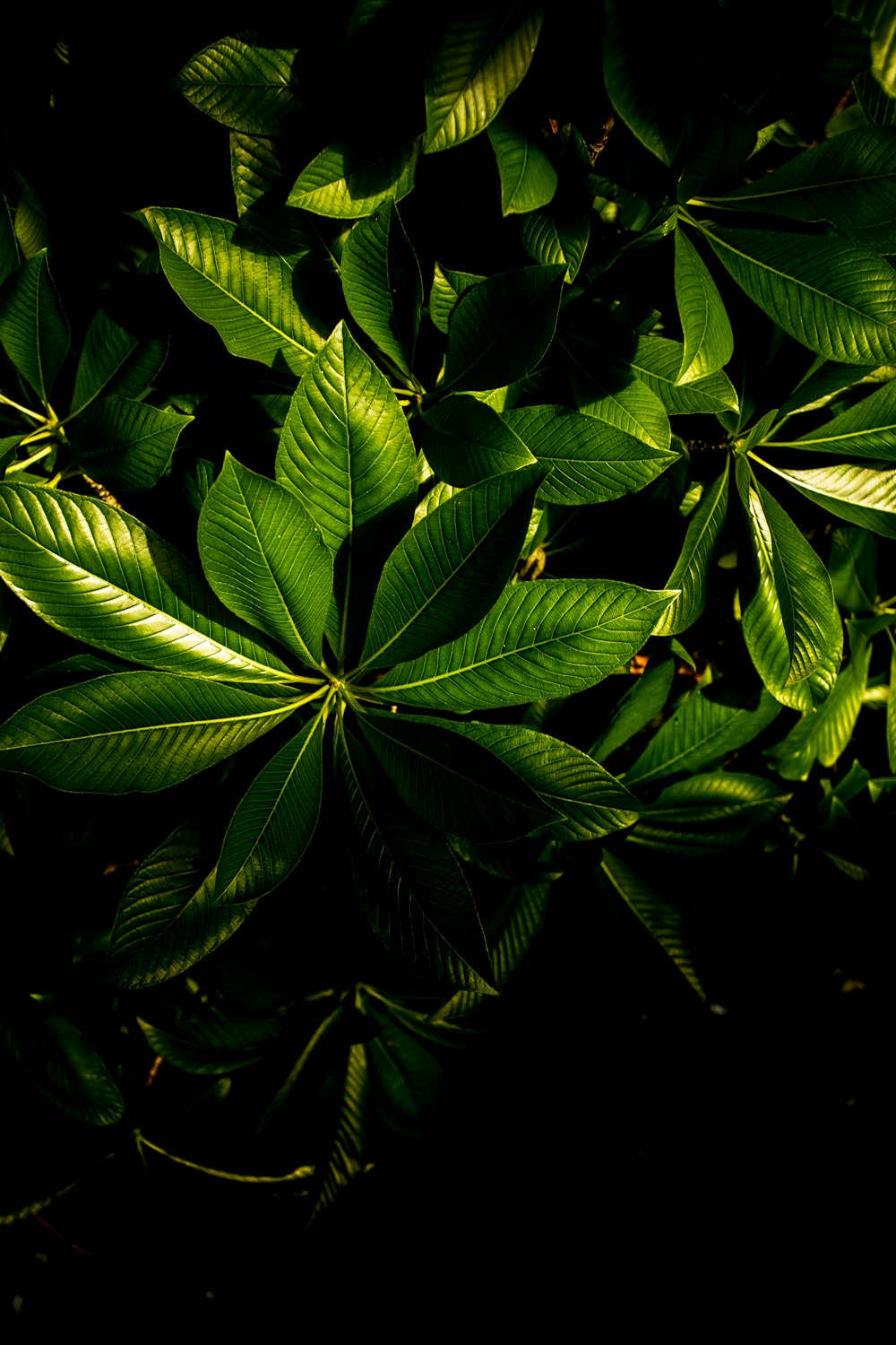 green leaves in black background