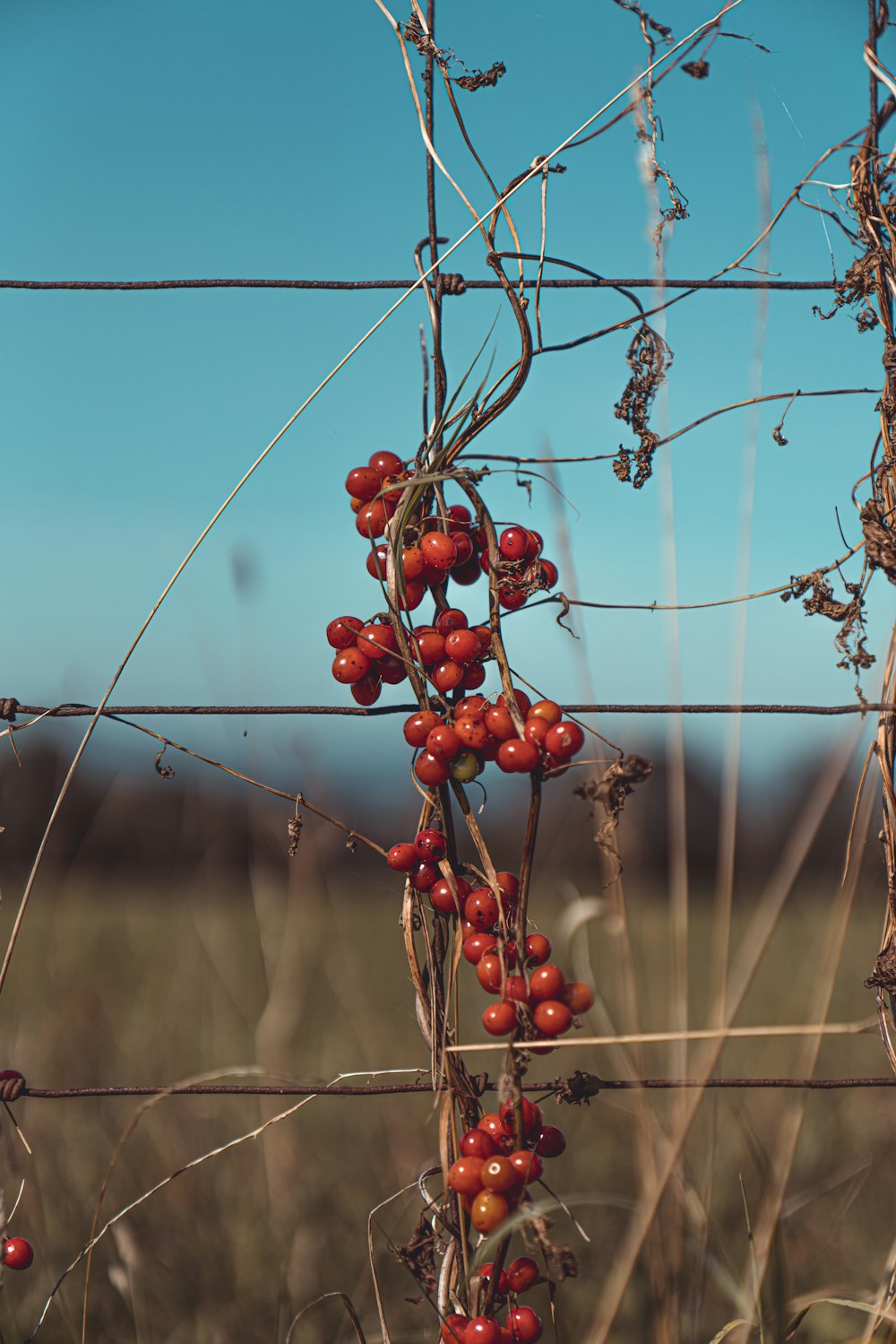 red round fruits on brown tree branch during daytime