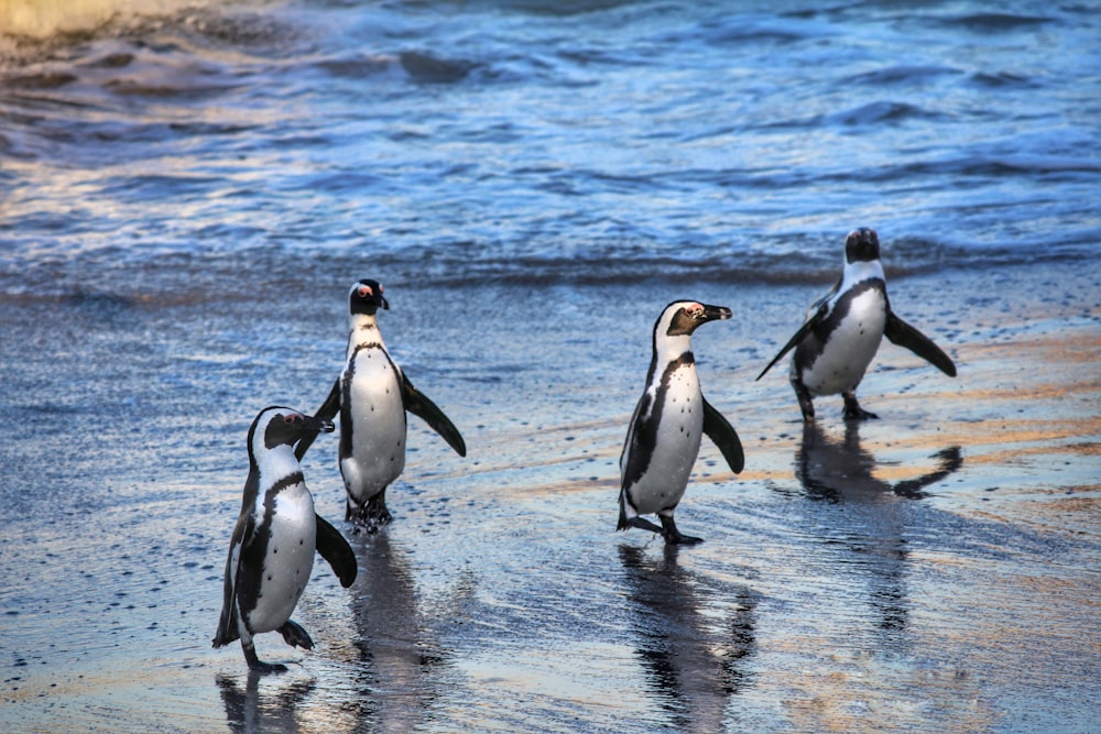 penguins on water during daytime
