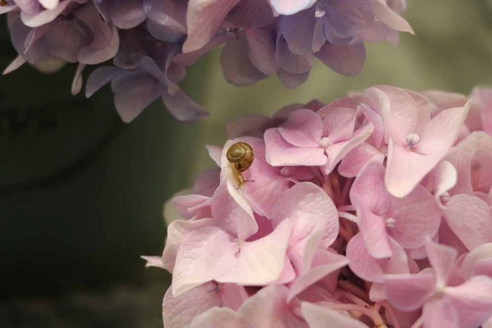 pink and white flower in tilt shift lens