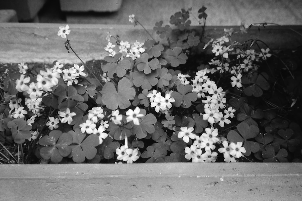 grayscale photo of white flowers