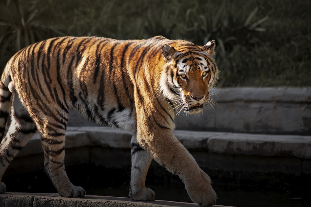 brown and black tiger walking on brown concrete floor