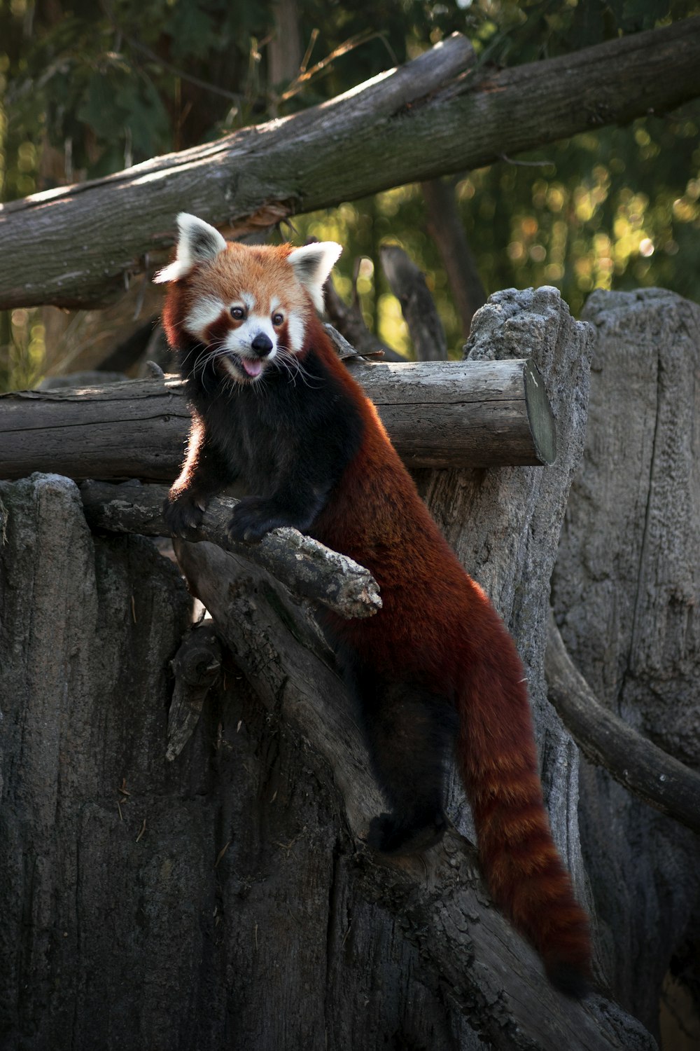 panda roux sur un tronc d’arbre brun pendant la journée