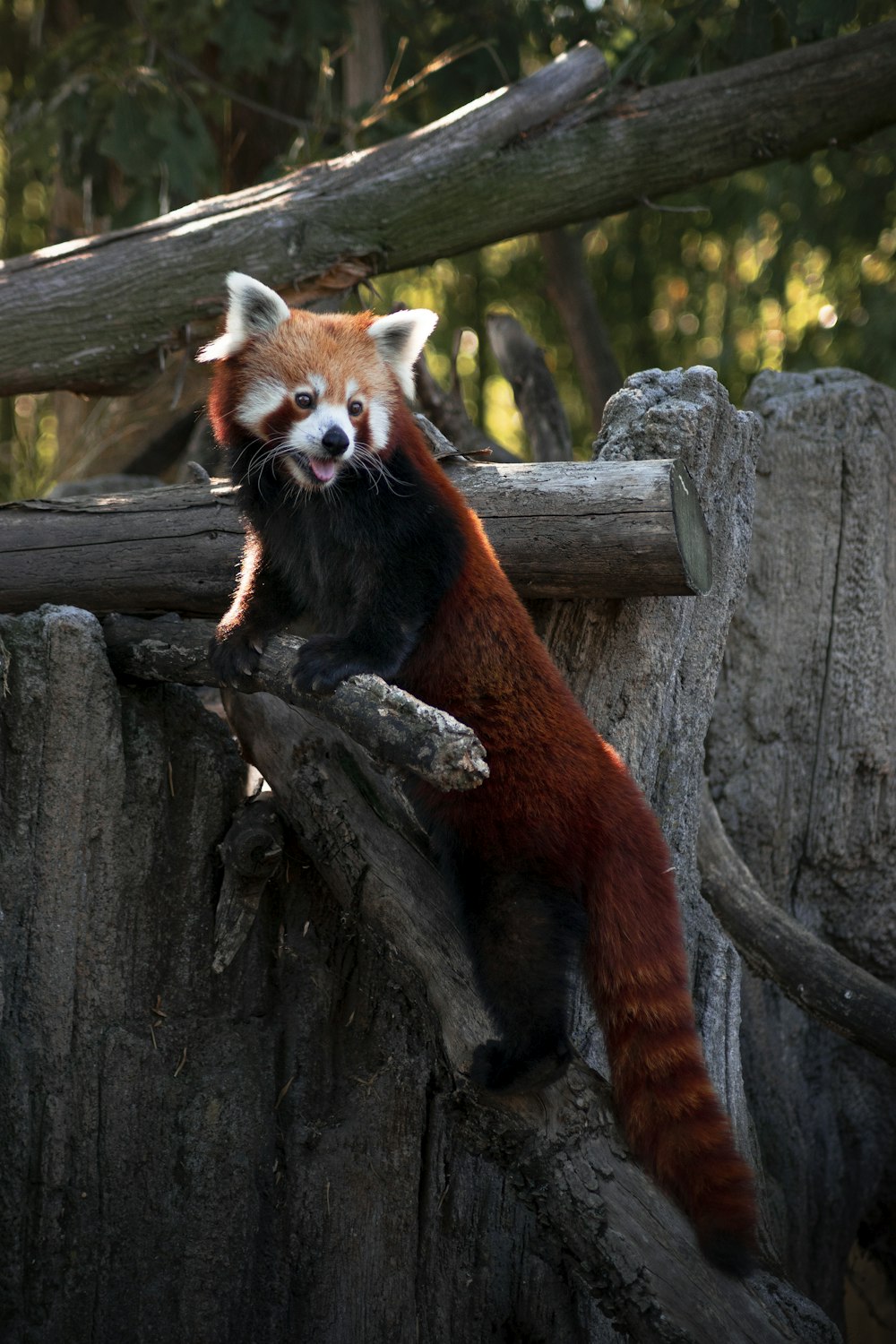 panda vermelho no tronco marrom da árvore durante o dia