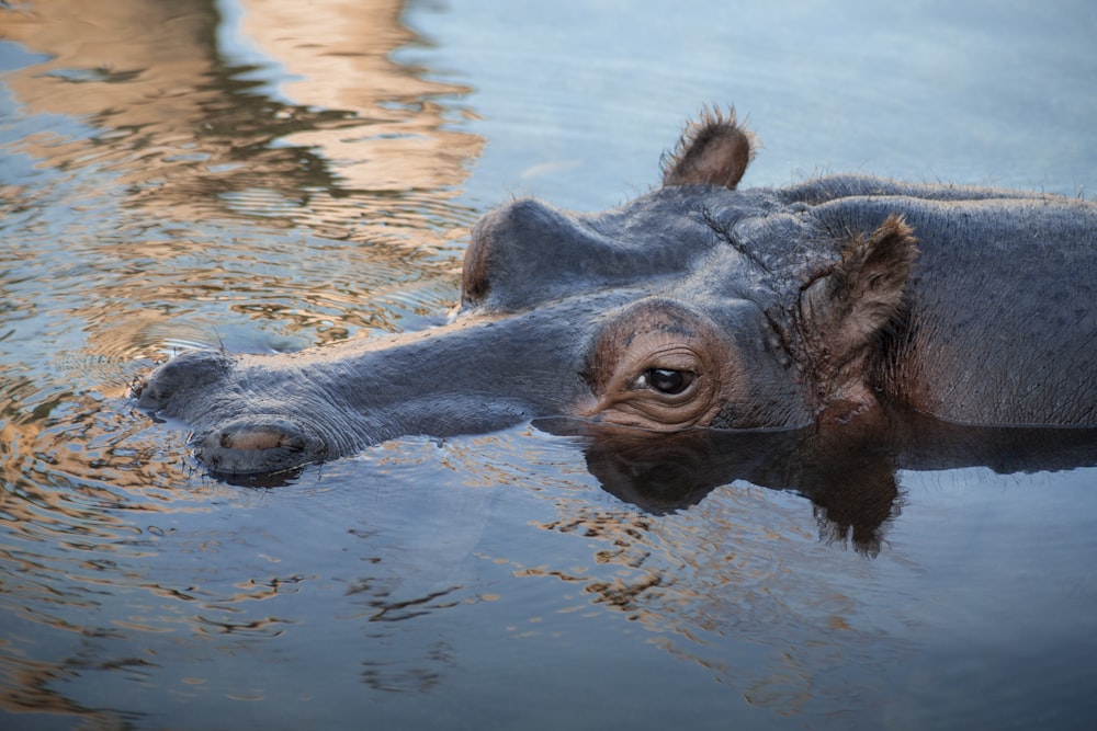 animal noir et brun sur l’eau pendant la journée