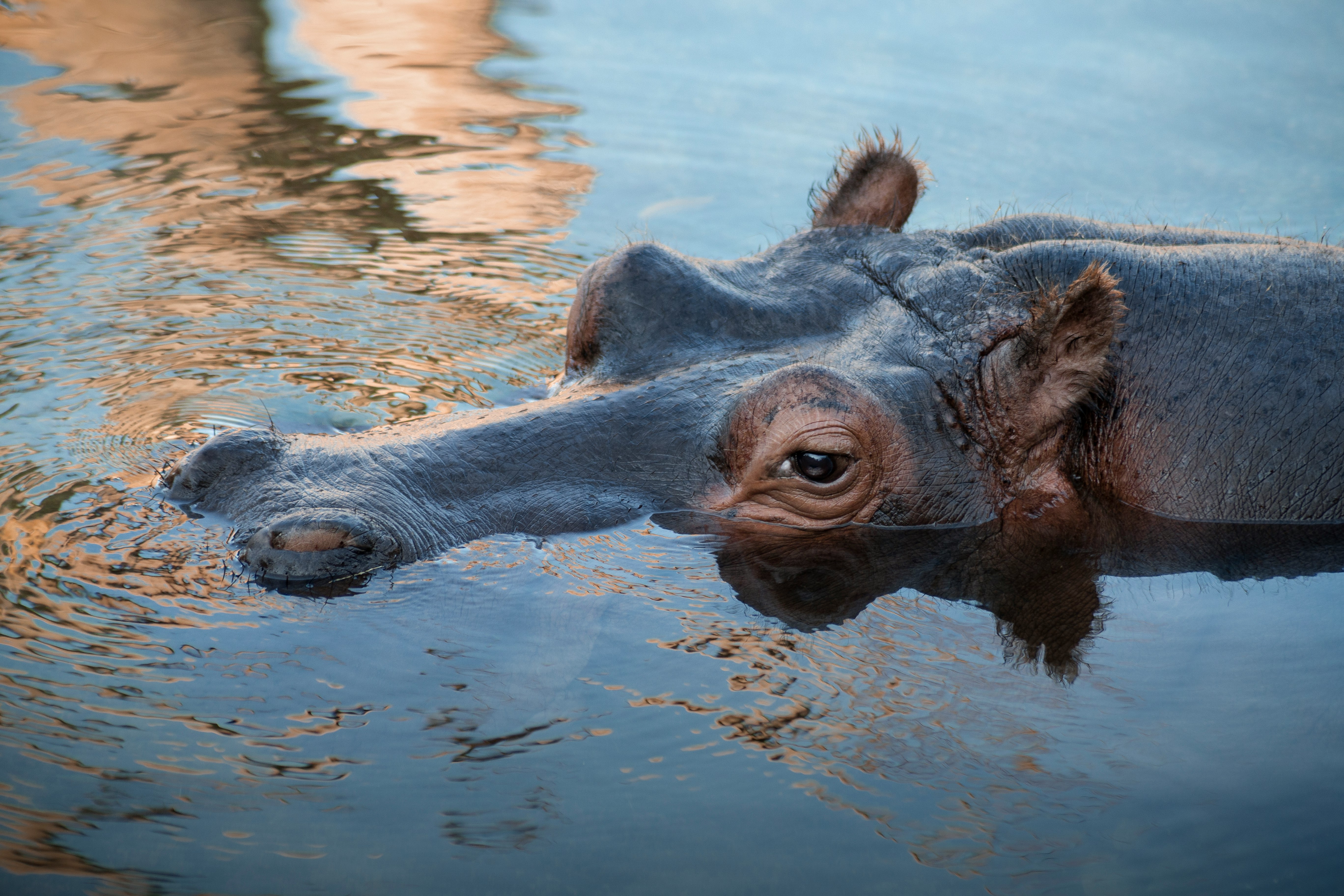 black and brown animal on water during daytime