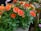 A vibrant display of orange and red flowers surrounded by lush green foliage in a garden or nursery setting. There are other colorful flowers and plants visible in the background. The scene includes natural wooden and metallic elements, suggesting a well-maintained and organized gardening area.