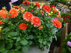 A vibrant display of orange and red flowers surrounded by lush green foliage in a garden or nursery setting. There are other colorful flowers and plants visible in the background. The scene includes natural wooden and metallic elements, suggesting a well-maintained and organized gardening area.