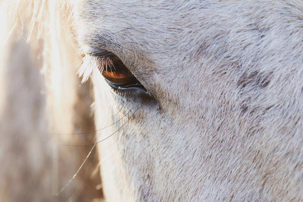 white horse head in close up photography