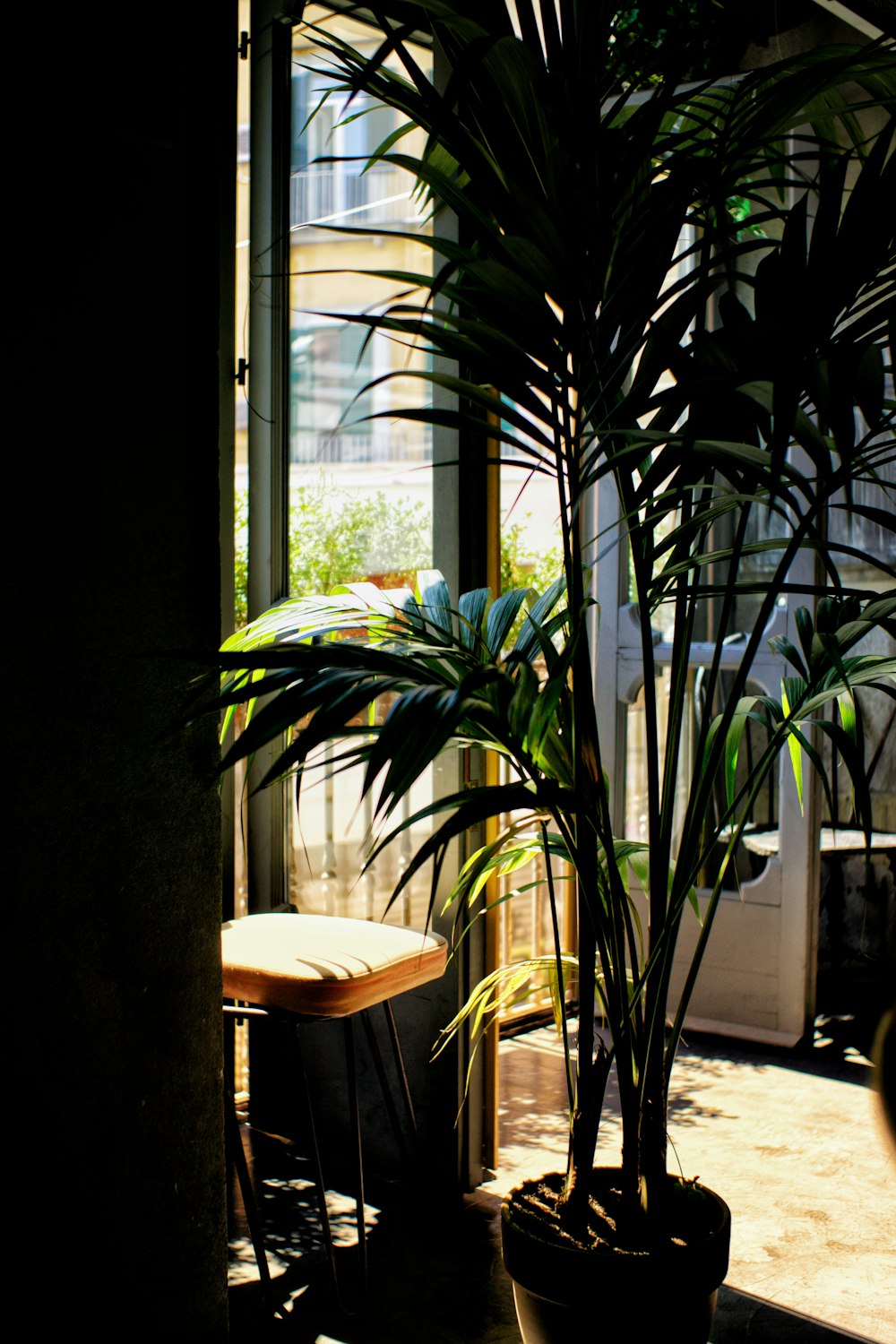 green potted plant near window