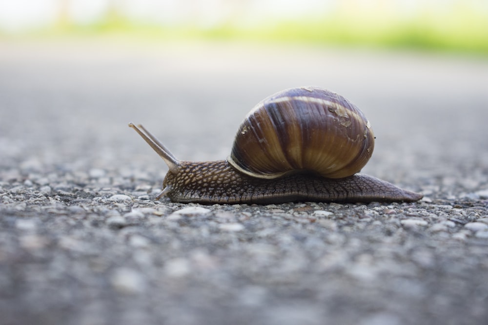 brown snail on gray concrete road during daytime