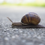 brown snail on gray concrete road during daytime