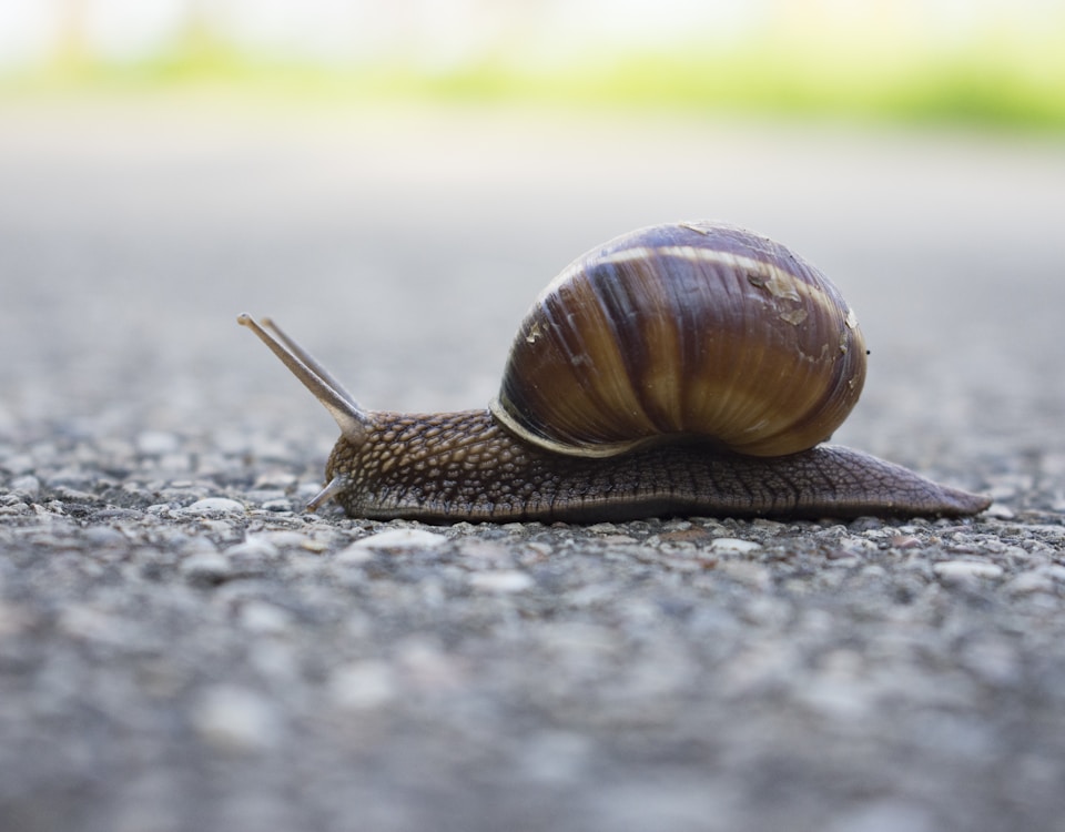 brown snail on gray concrete road during daytime