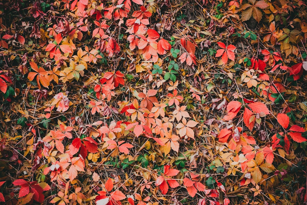 red and brown leaves on ground