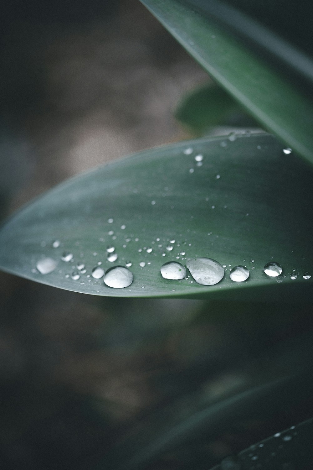 water droplets on green leaf