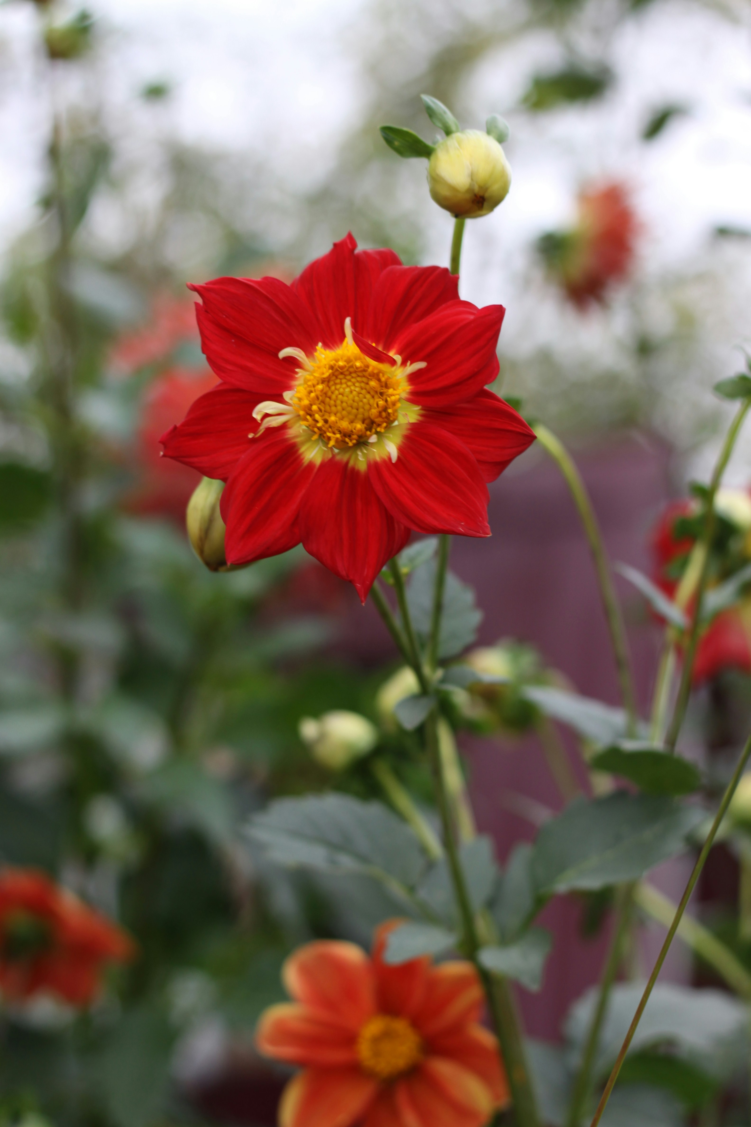 Photo by lilianflower