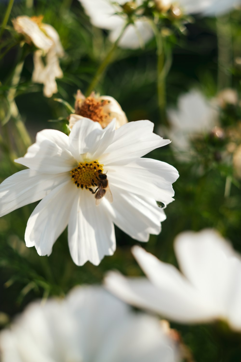 white flower with yellow stigma