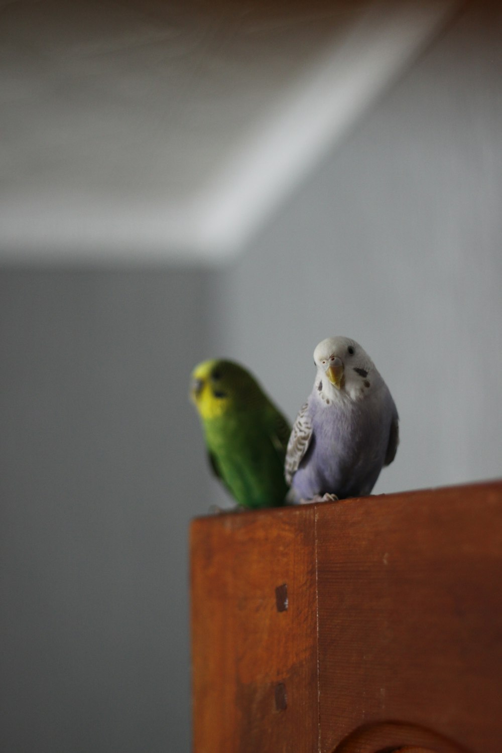 two green and gray birds on brown wooden table