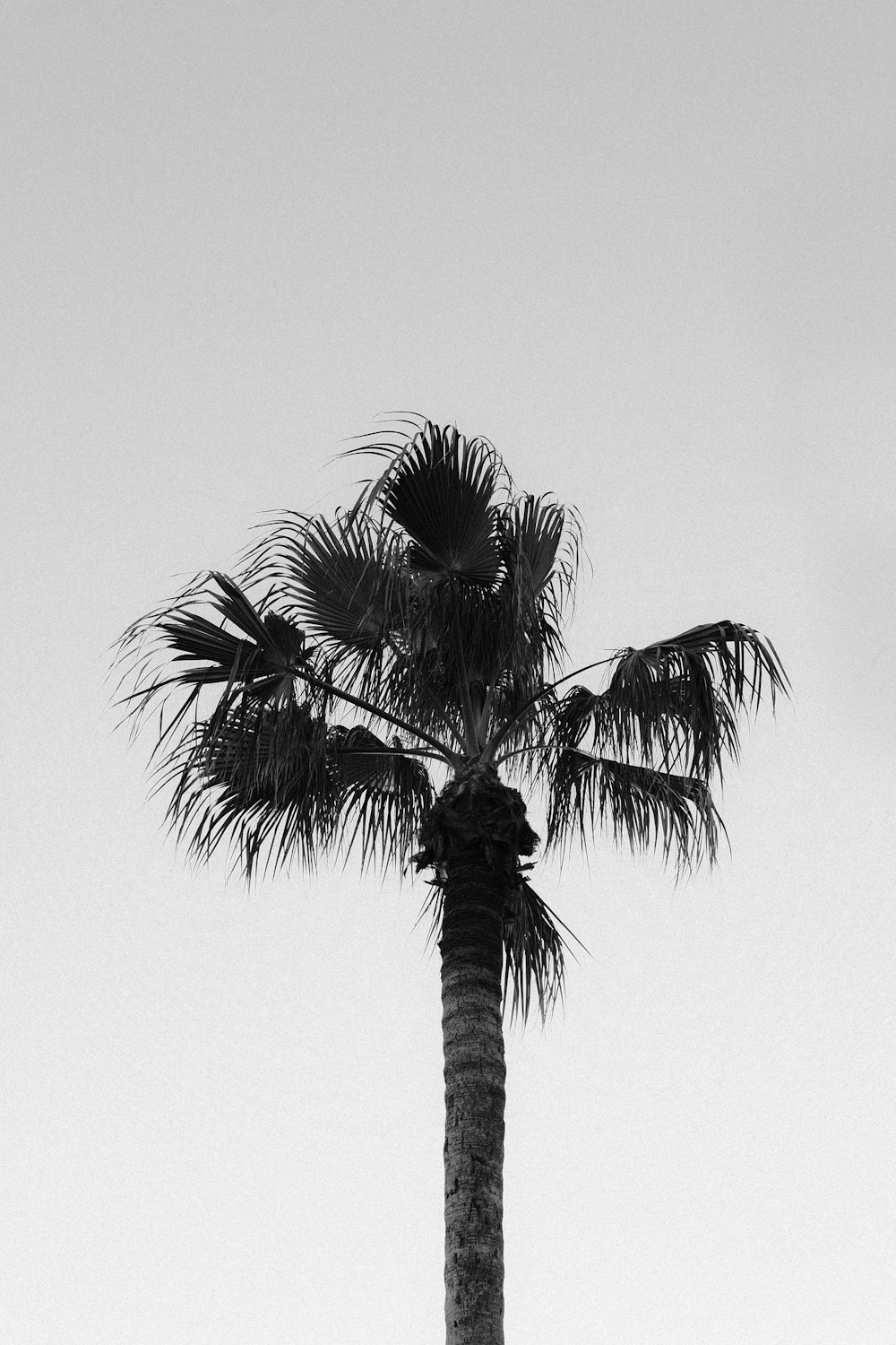 green palm tree under gray sky