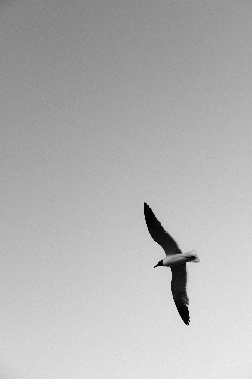 white and black bird flying