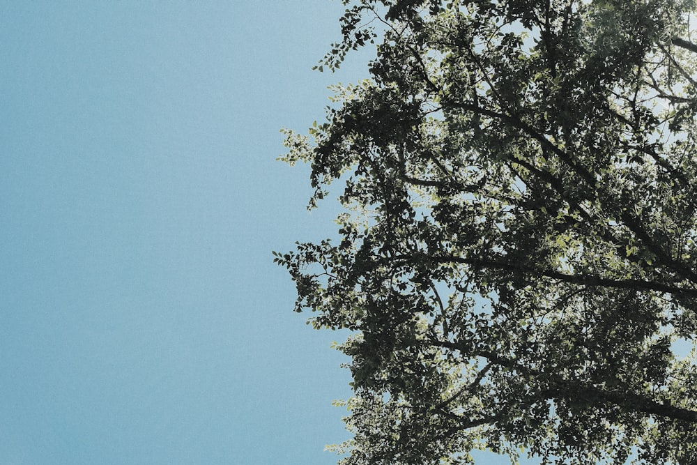 昼間の青空の下の緑の木